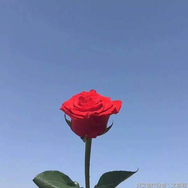 愿你晨起有微笑，笑里有幸福