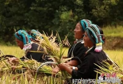 《谷魂》观后感摘抄