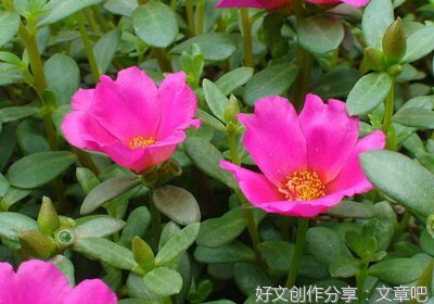 《无法相恋的两人》观后感100字