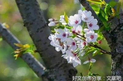 关于花之忆·花之殇的句子