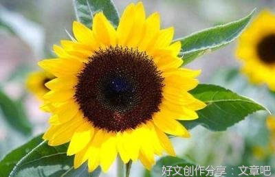 关于环境描写的优美句子