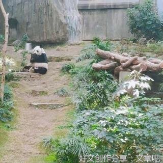 《樛木》的句子