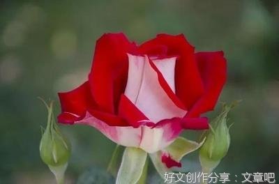 追寻哲学的本质句子大全