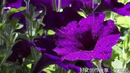 哲●悟的优美句子