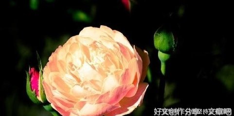 有关感悟的句子
