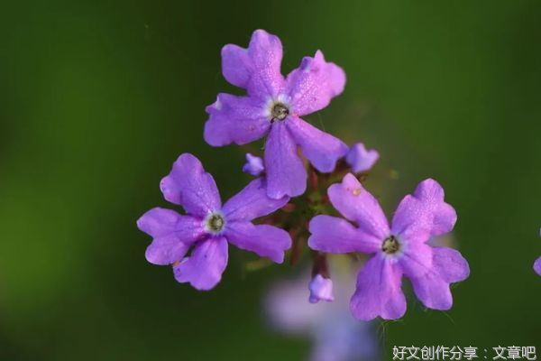 二月，让我们与所有美好相遇