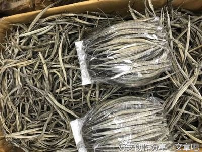 《老虎先生，贝琪和海龙》读后感锦集
