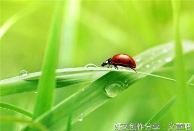 不错的优美句子