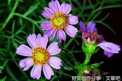 美图美句的句子