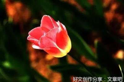 4优美的句子