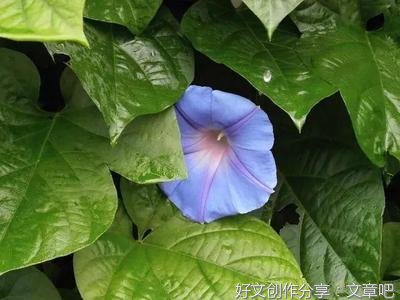 其他优美的句子