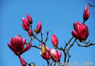 关于恨我不坚强的优美句子