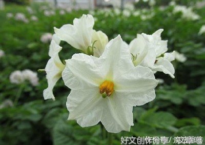 正如我句子大全