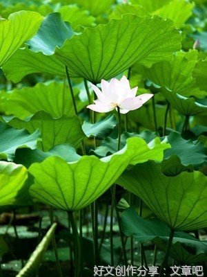 《梦》的句子