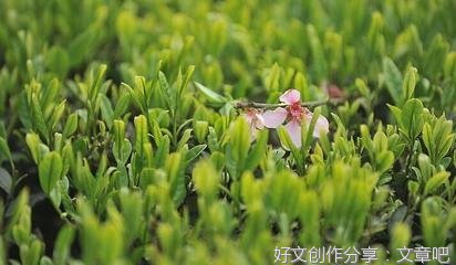 《心境》的句子