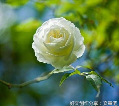 有关岁月情深的句子