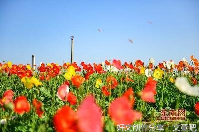 听风暖优美的句子