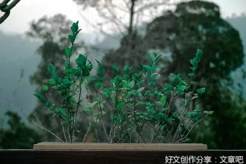 2022年最佳微小说，看完久久不能平静！