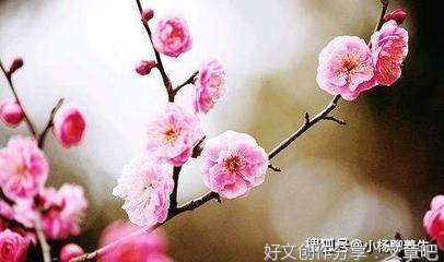 本心经典的句子