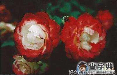 爱情*悲伤名句欣赏
