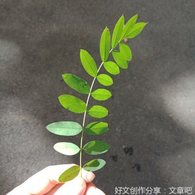 《九叶集》经典读后感有感