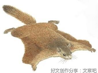 《人鸟与共》经典读后感有感