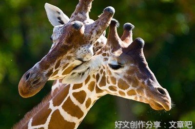 爱情。好词好句