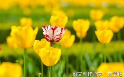 关于心之喜的句子