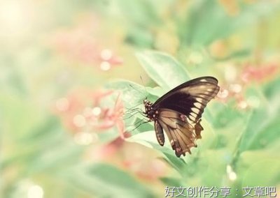 爱情优美的句子