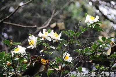 生如夏花之绚烂死如秋叶之静美名句欣赏