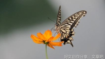 万物优美的句子