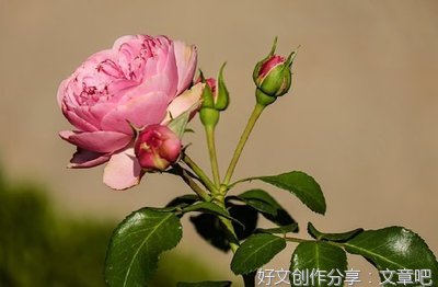 有关世态炎凉的句子