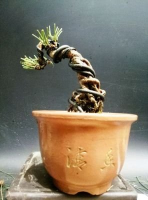 草坪的复仇读后感摘抄