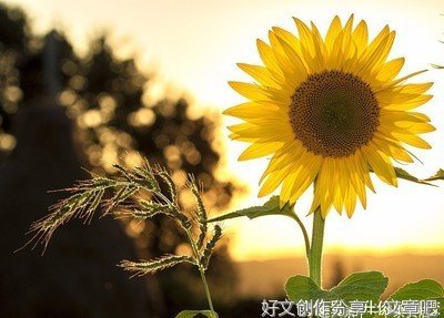 岁月挽春风的句子