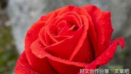 放下经典的句子