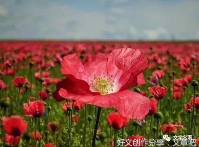 残酷优美的句子
