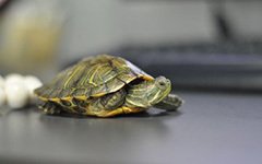 小乌龟经典作文