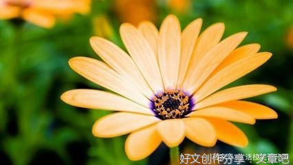 关于那个奋不顾身的时光叫青春的句子