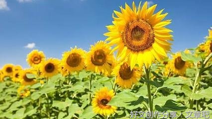 《老王》的句子