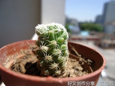 关于仙人掌的作文
