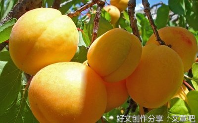 《妻子的后事》的读后感大全