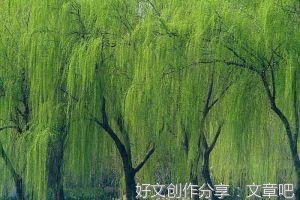 有关柳树的作文