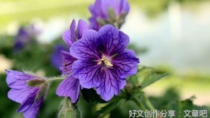 心仪经典的句子