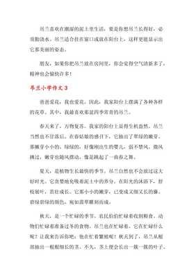 吊兰经典作文