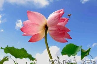 美丽的荷花作文600字