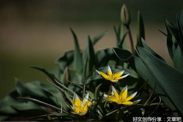 清贫中的浪漫