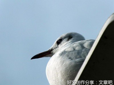 有趣的一天经典作文