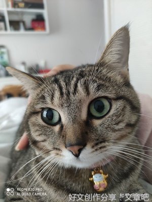 关于我想养一只小猫的作文