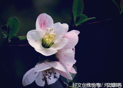 悲欢句子