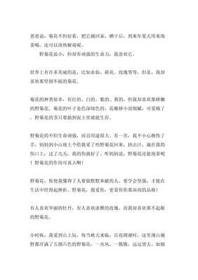 野菊花作文800字
